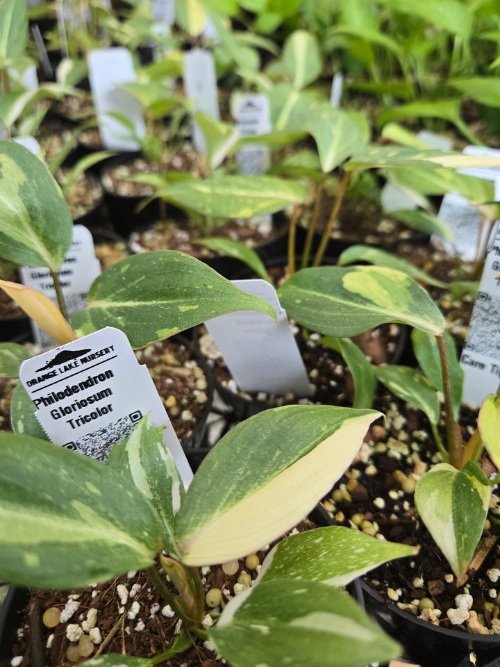 Philodendron Gloriosum Tricolor (3in)- Growers Choice