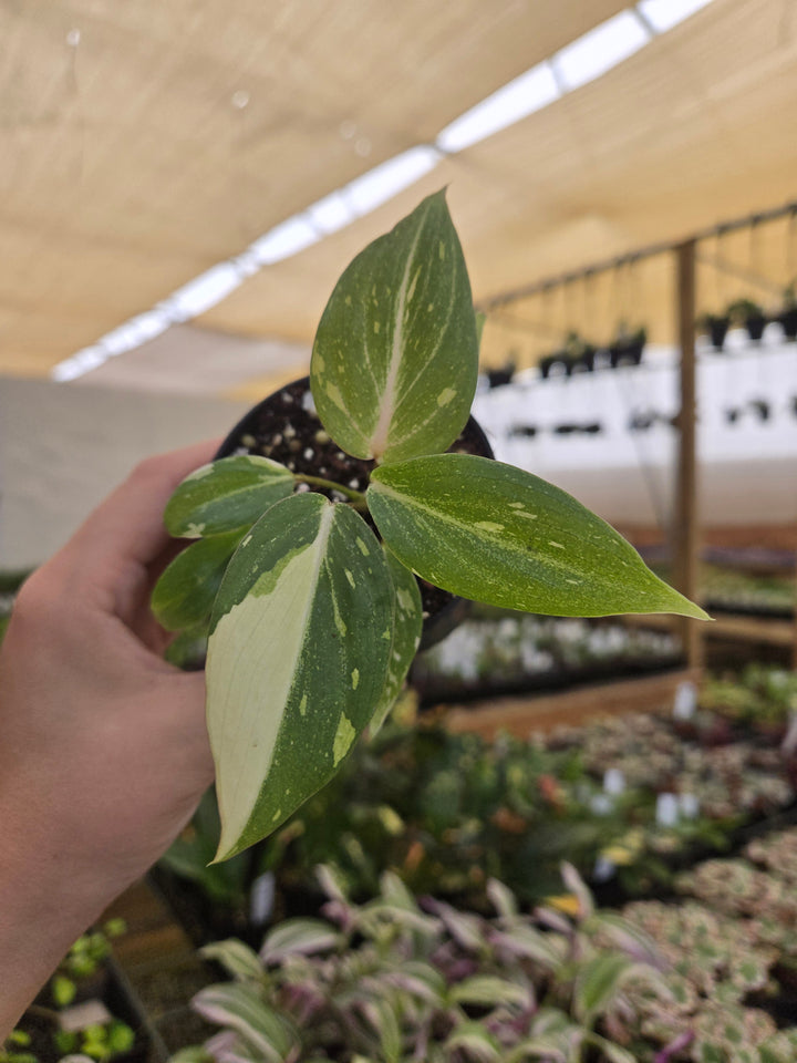 Philodendron Gloriosum Tricolor (3in)- Growers Choice