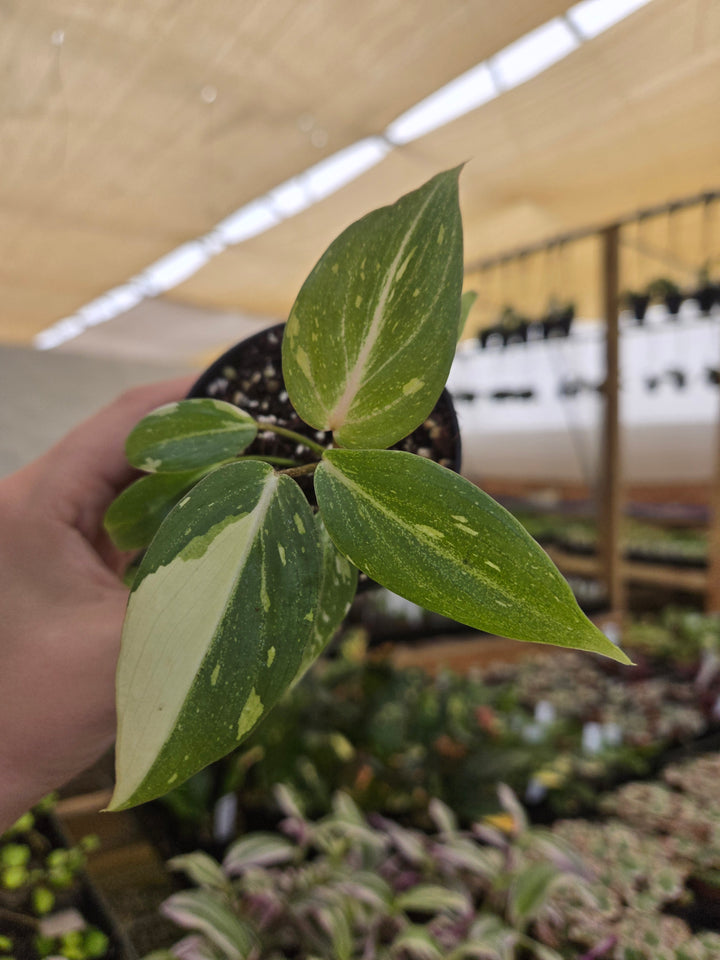 Philodendron Gloriosum Tricolor (3in)- Growers Choice