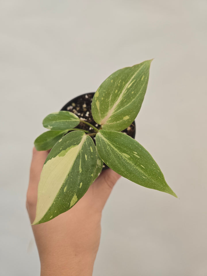Philodendron Gloriosum Tricolor (3in)- Growers Choice