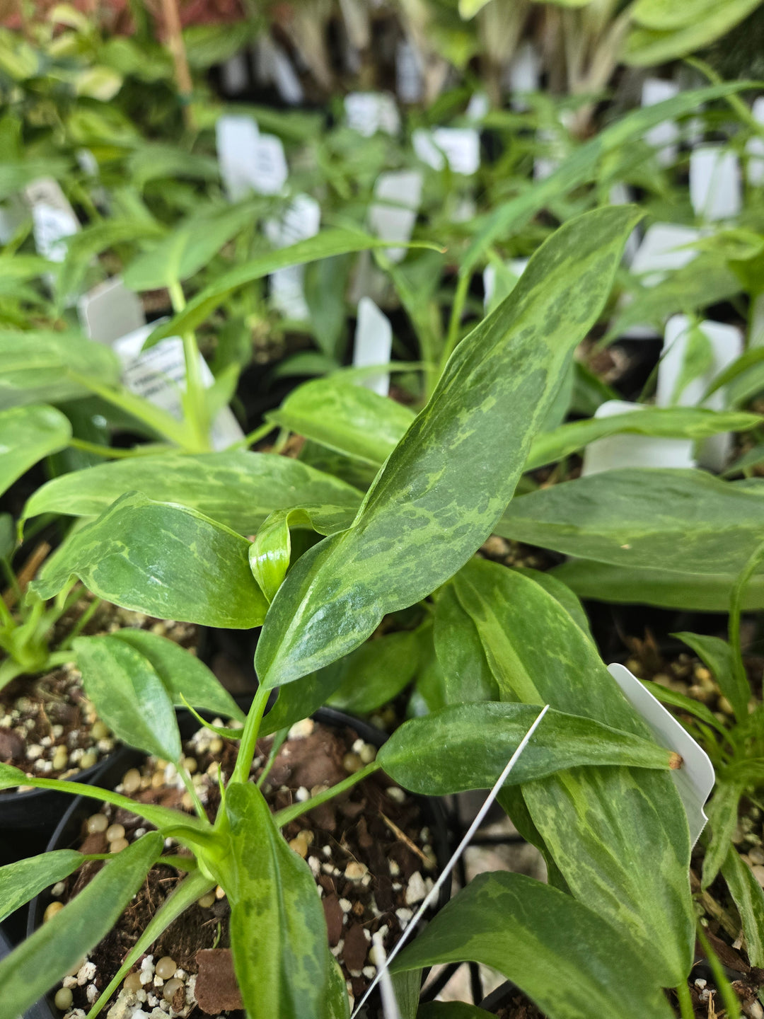 Philodendron Mottled Dragon (3in)- Growers Choice