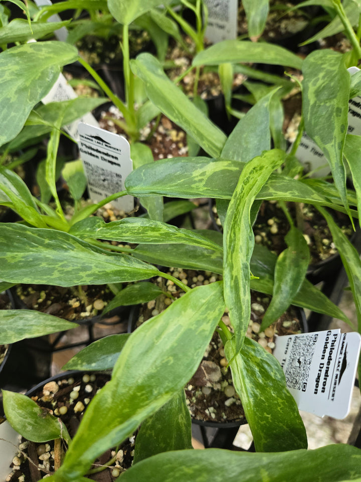 Philodendron Mottled Dragon (3in)- Growers Choice