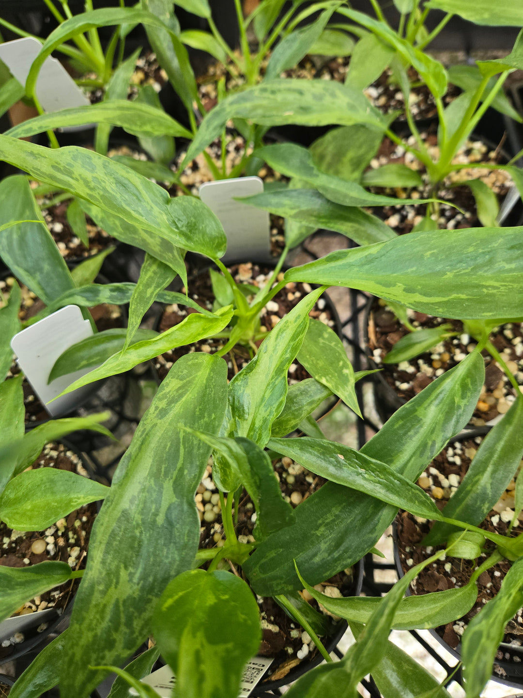 Philodendron Mottled Dragon (3in)- Growers Choice