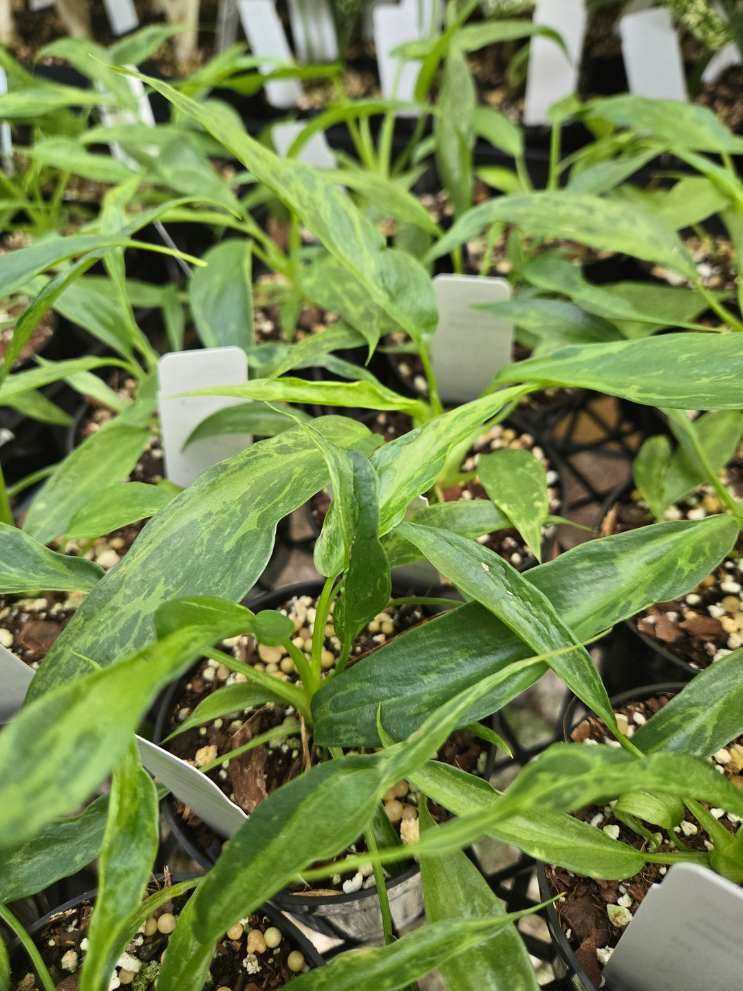 Philodendron Mottled Dragon (3in)- Growers Choice