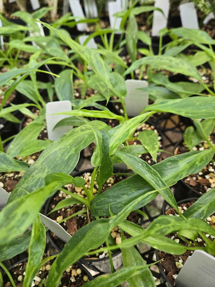 Philodendron Mottled Dragon (3in)- Growers Choice