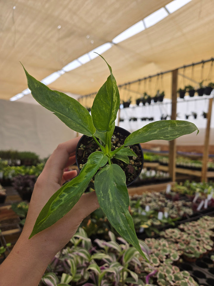 Philodendron Mottled Dragon (3in)- Growers Choice