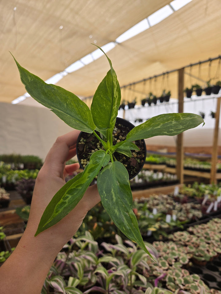 Philodendron Mottled Dragon (3in)- Growers Choice