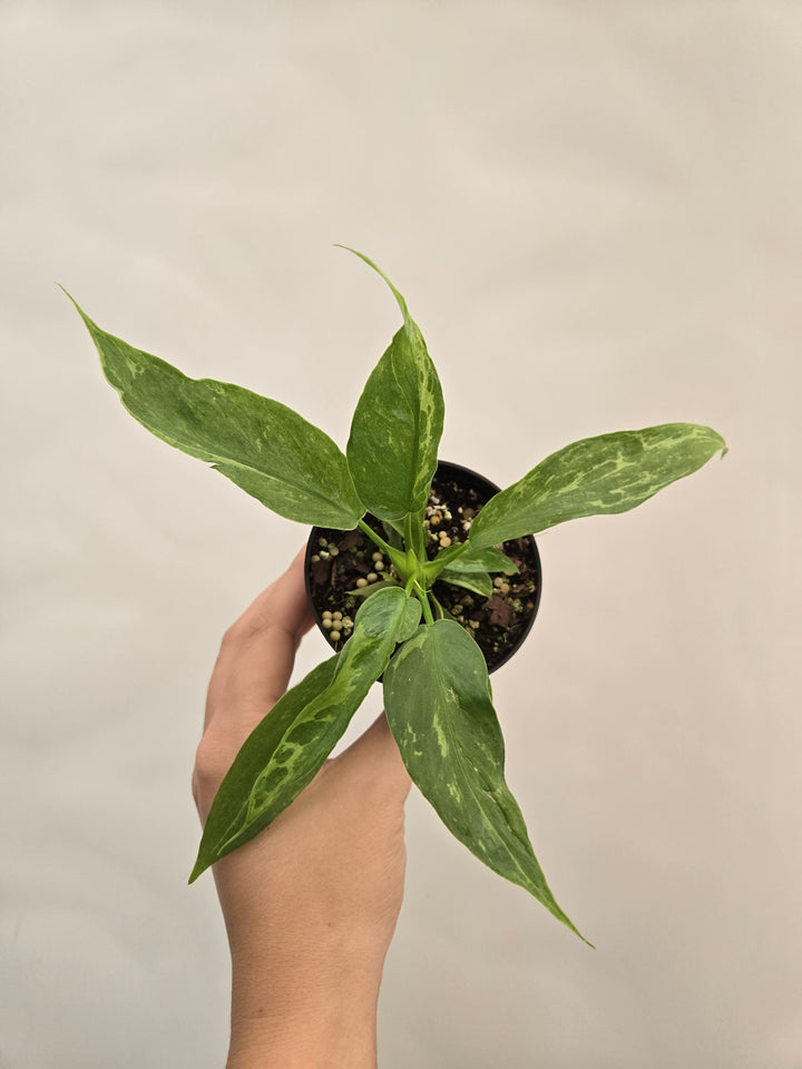 Philodendron Mottled Dragon (3in)- Growers Choice