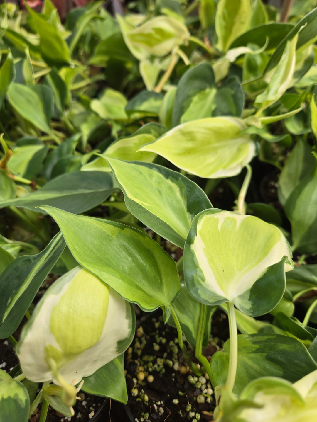 Philodendron Cream Splash (3in)- Cream Splash