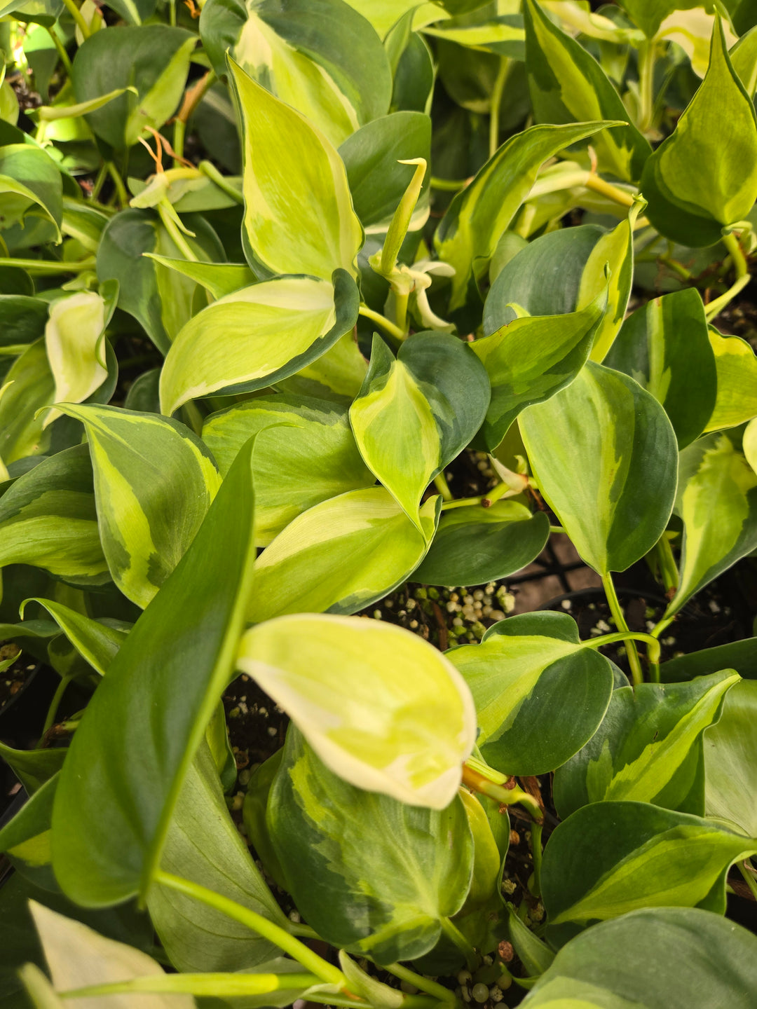 Philodendron Cream Splash (3in)- Cream Splash