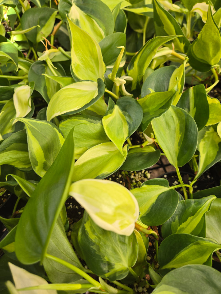Philodendron Cream Splash (3in)- Cream Splash