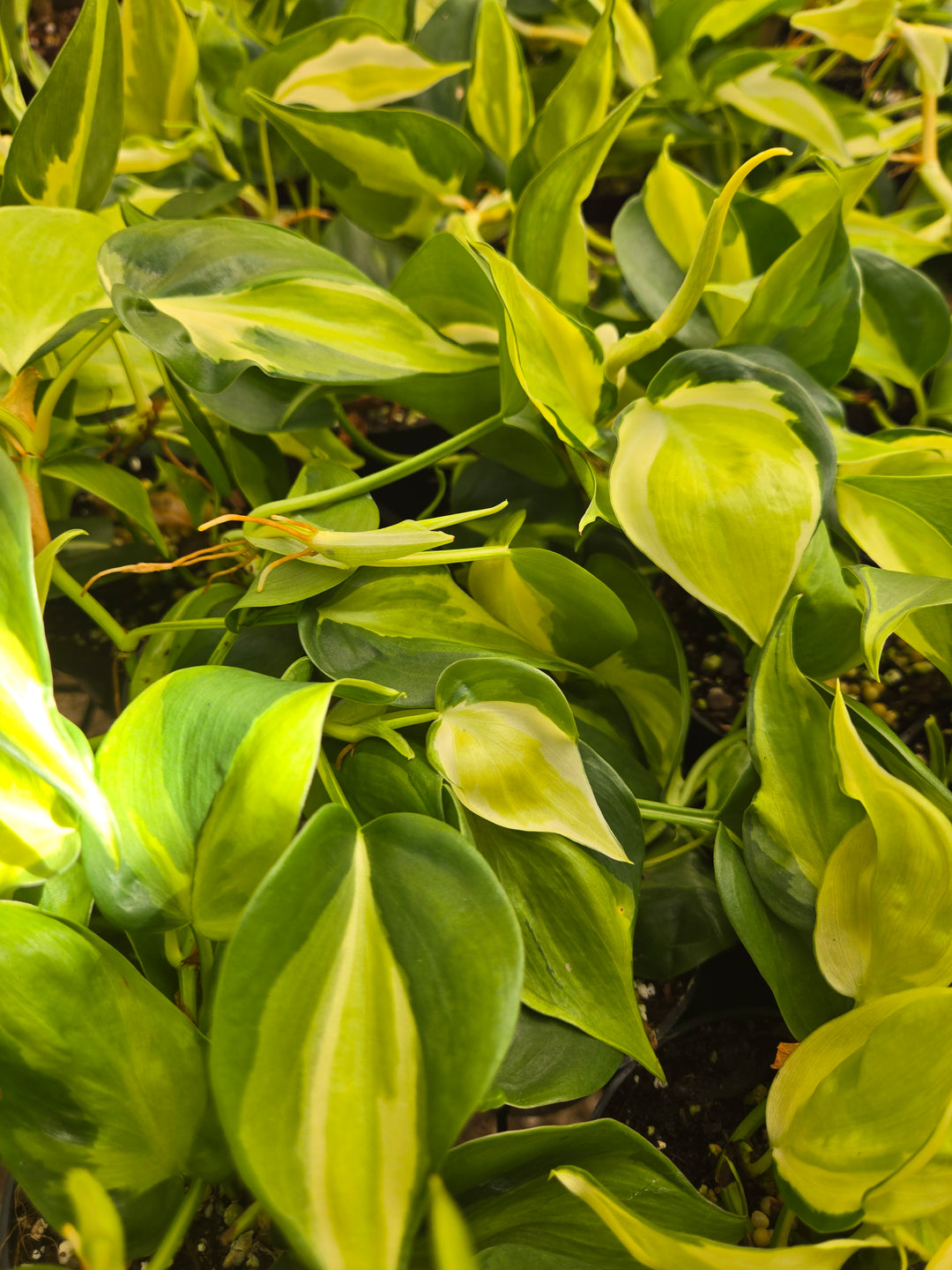 Philodendron Cream Splash (3in)- Cream Splash