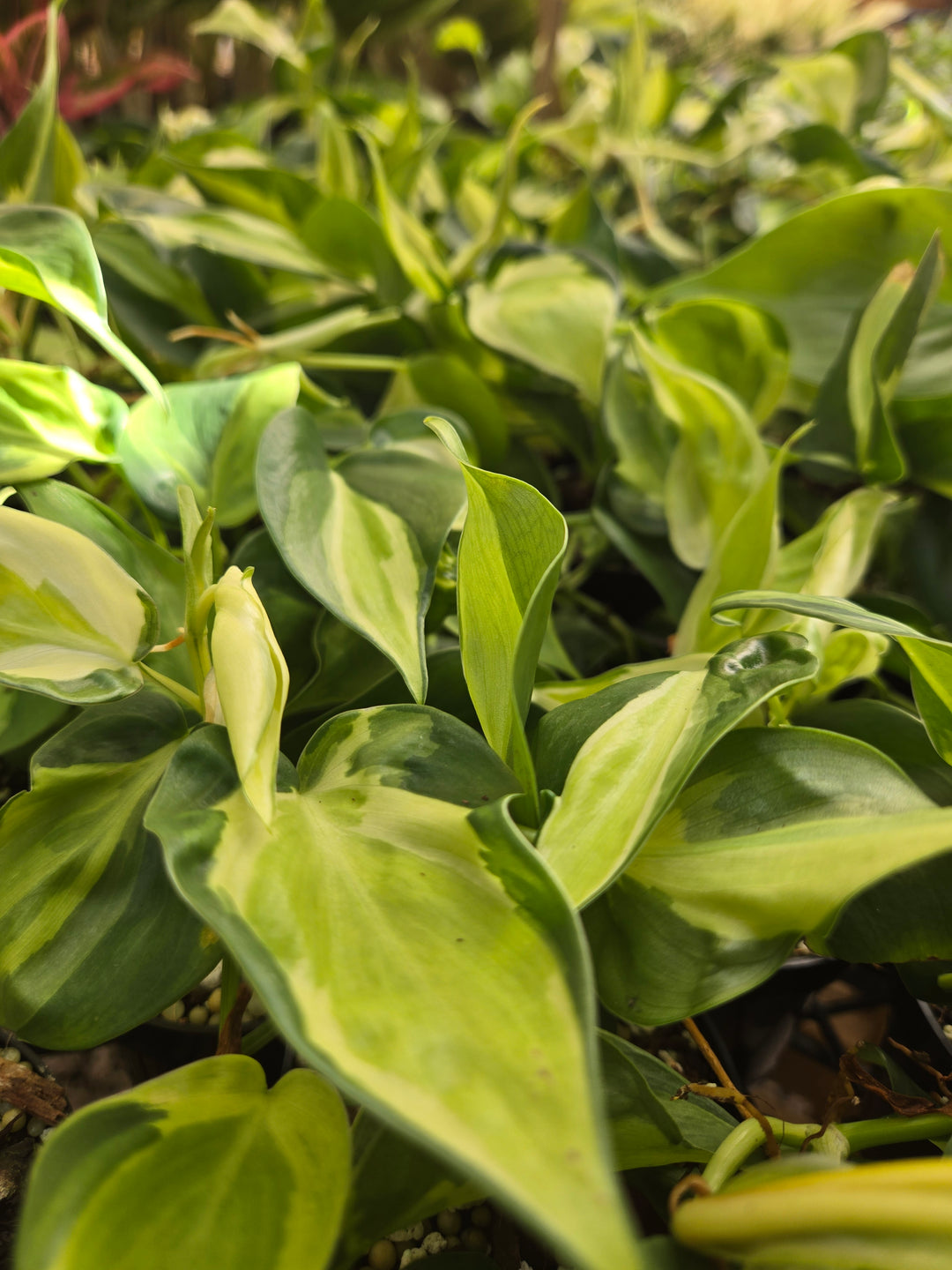 Philodendron Cream Splash (3in)- Cream Splash
