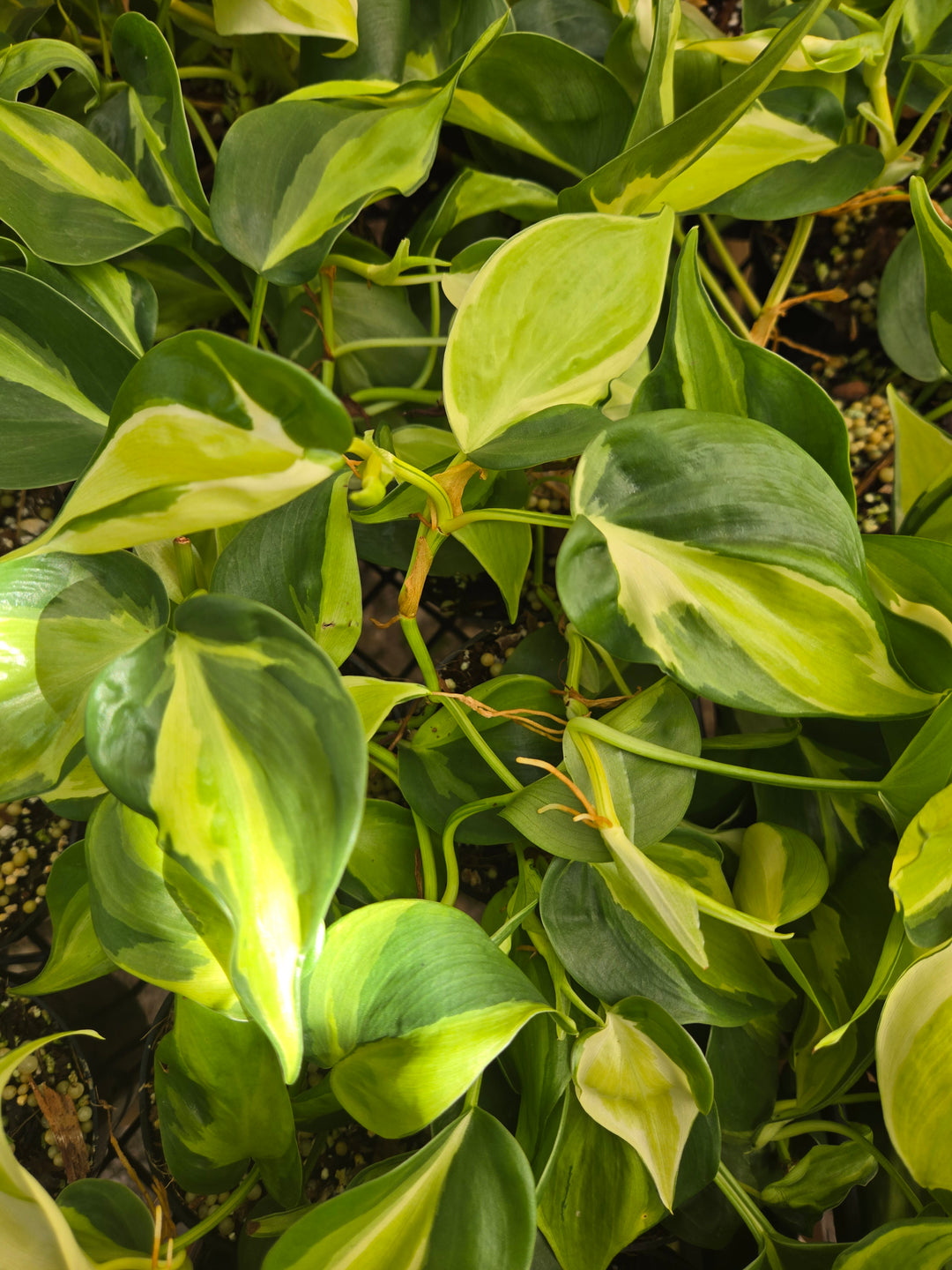 Philodendron Cream Splash (3in)- Cream Splash