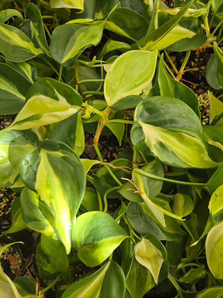 Philodendron Cream Splash (3in)- Cream Splash