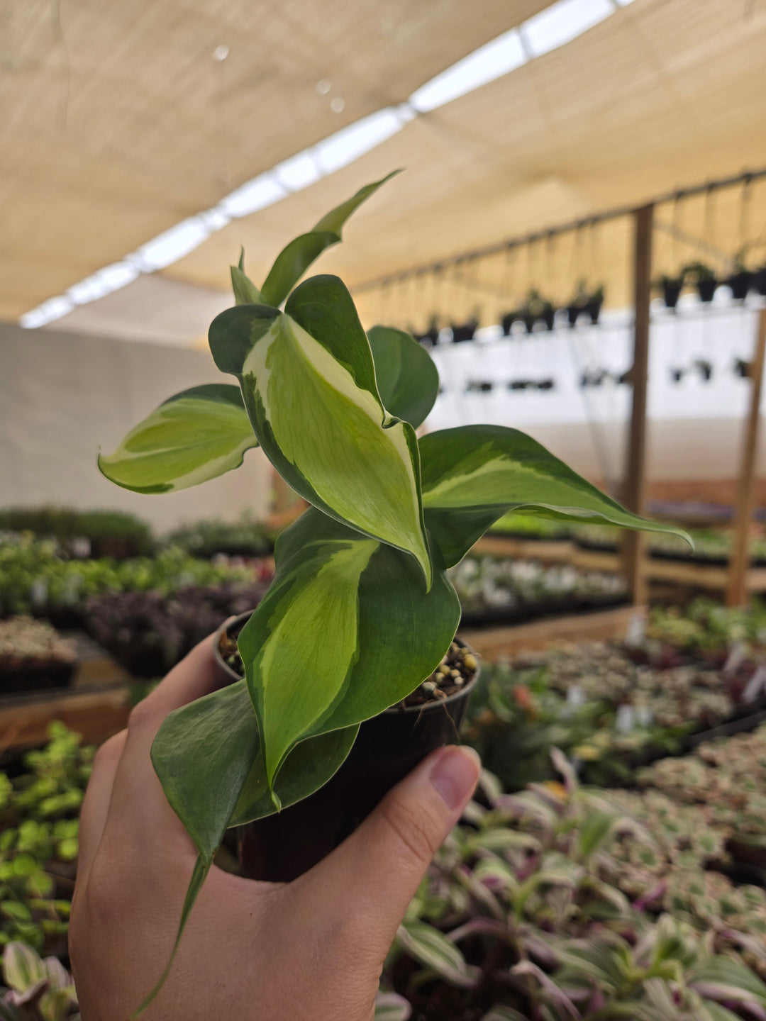 Philodendron Cream Splash (3in)- Cream Splash