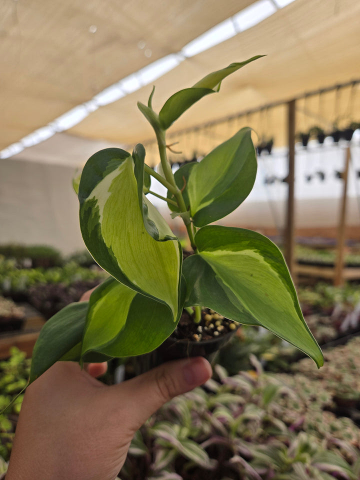 Philodendron Cream Splash (3in)- Cream Splash