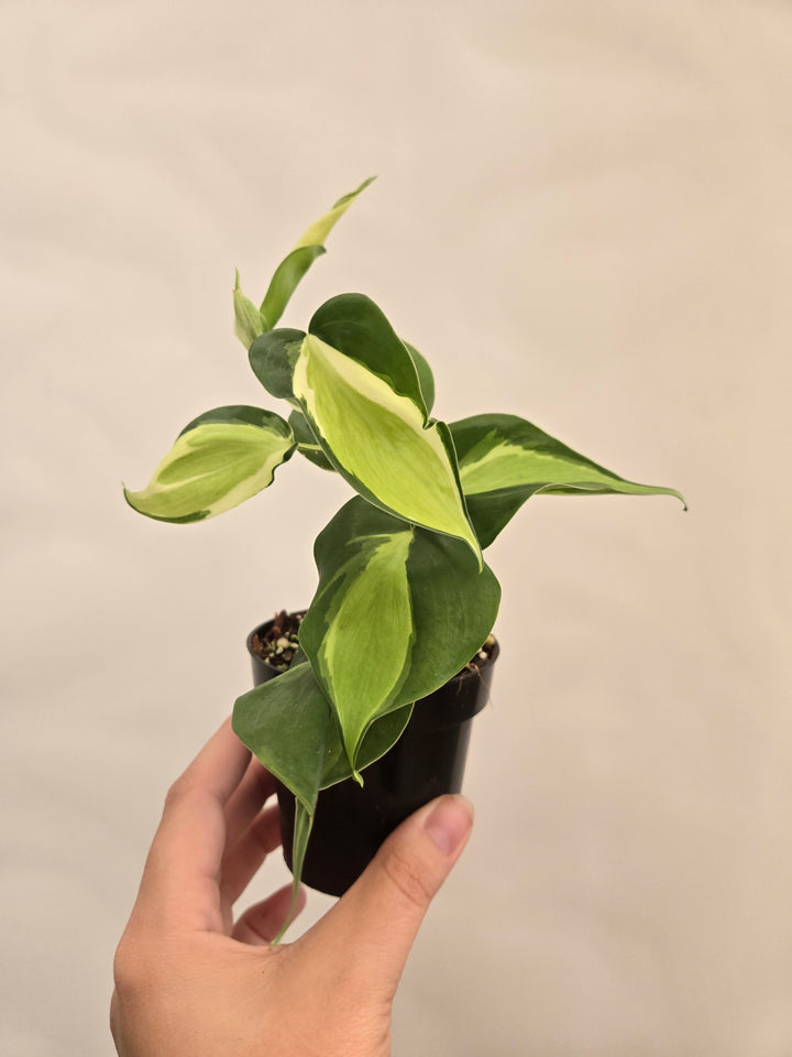 Philodendron Cream Splash (3in)- Cream Splash