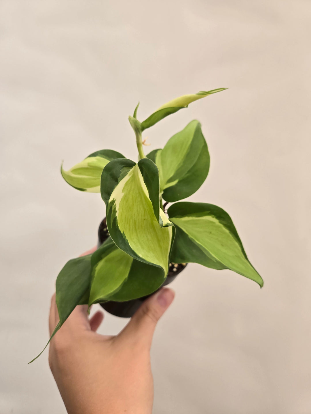 Philodendron Cream Splash (3in)- Cream Splash