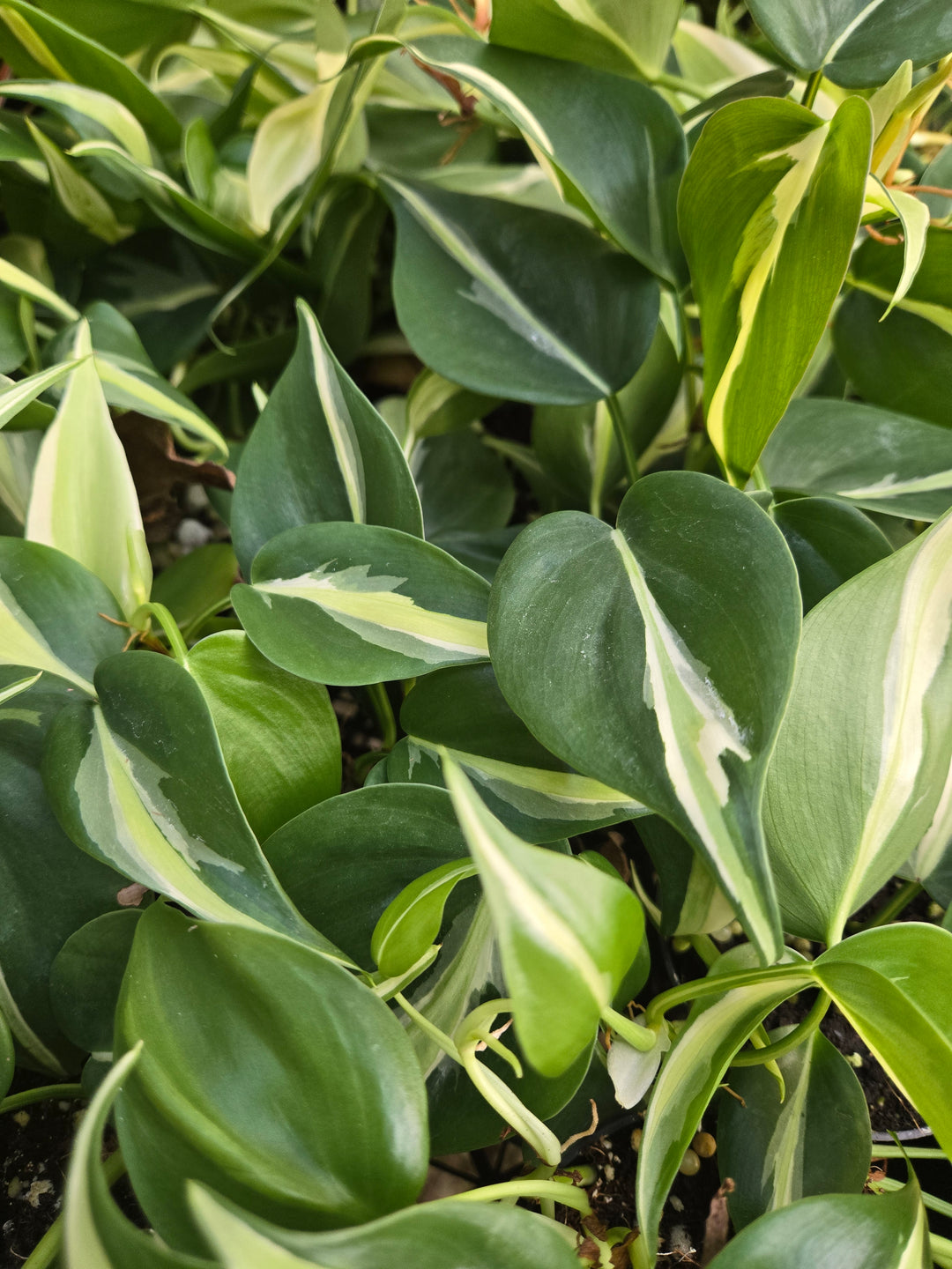Philodendron Silver Stripe (3in)- Growers Choice