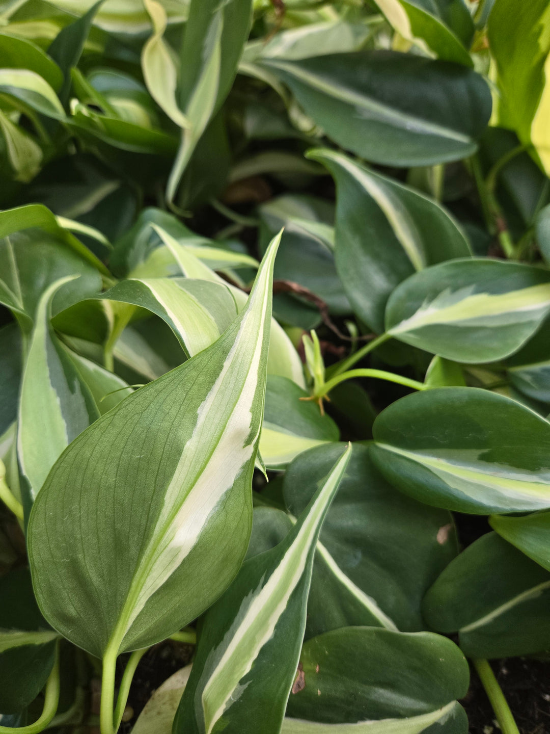 Philodendron Silver Stripe (3in)- Growers Choice