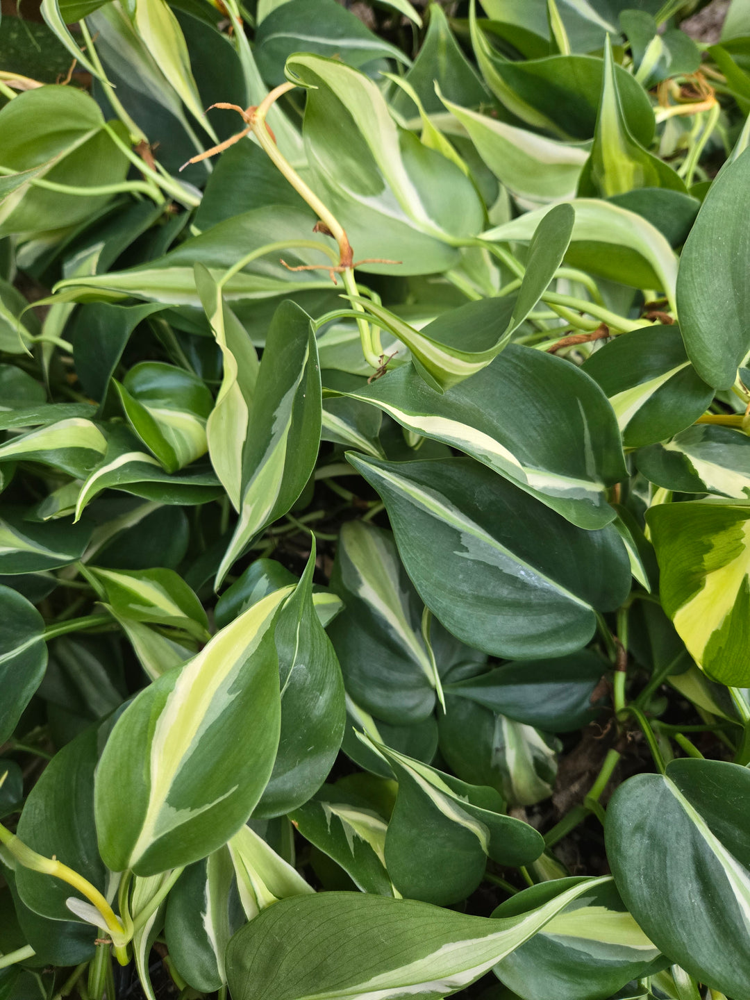 Philodendron Silver Stripe (3in)- Growers Choice