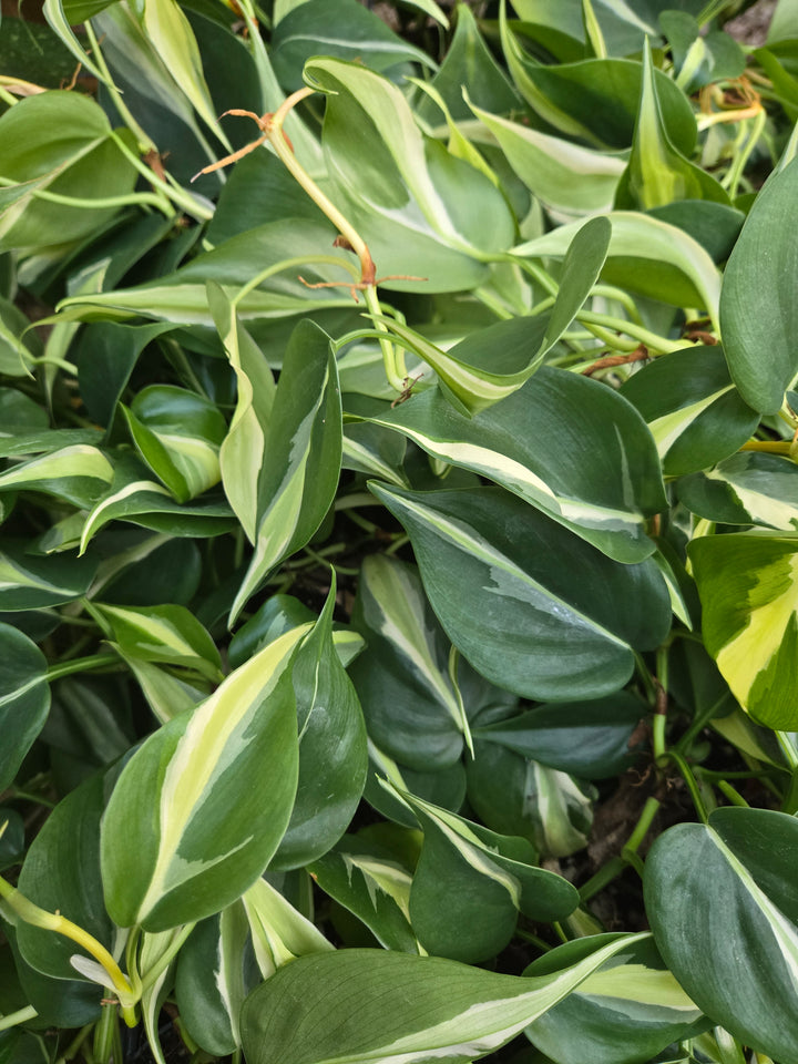 Philodendron Silver Stripe (3in)- Growers Choice
