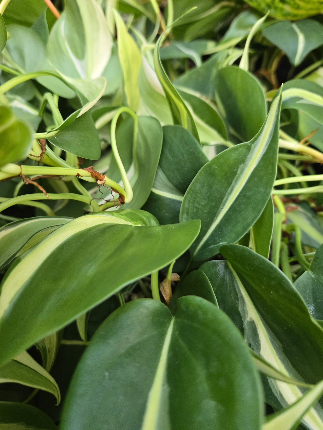 Philodendron Silver Stripe (3in)- Growers Choice