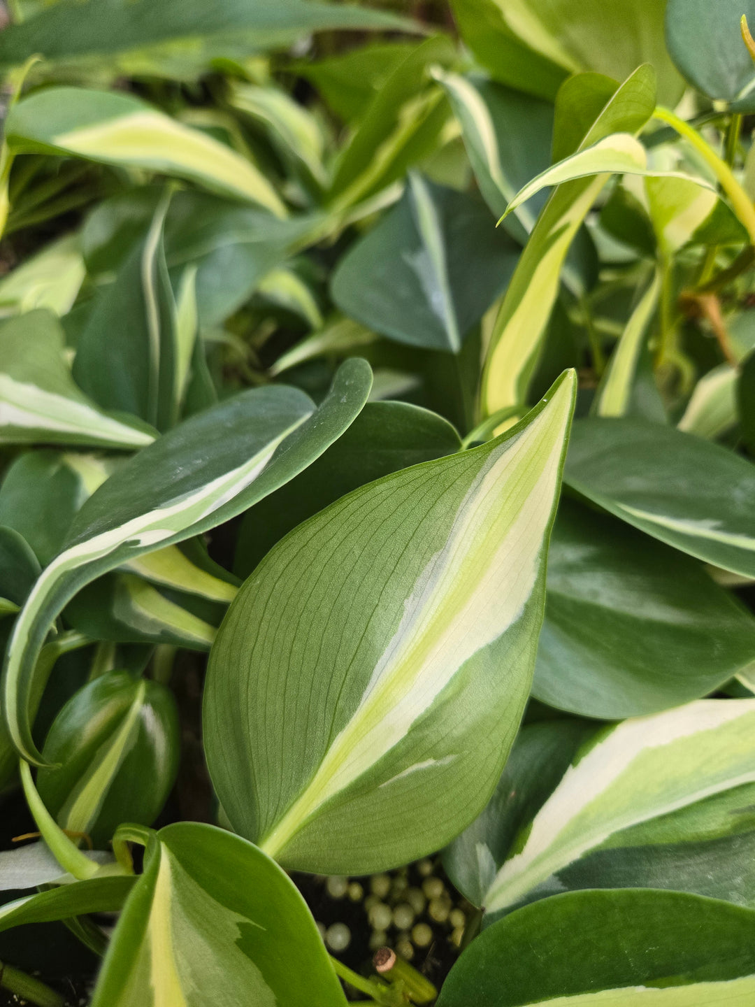 Philodendron Silver Stripe (3in)- Growers Choice