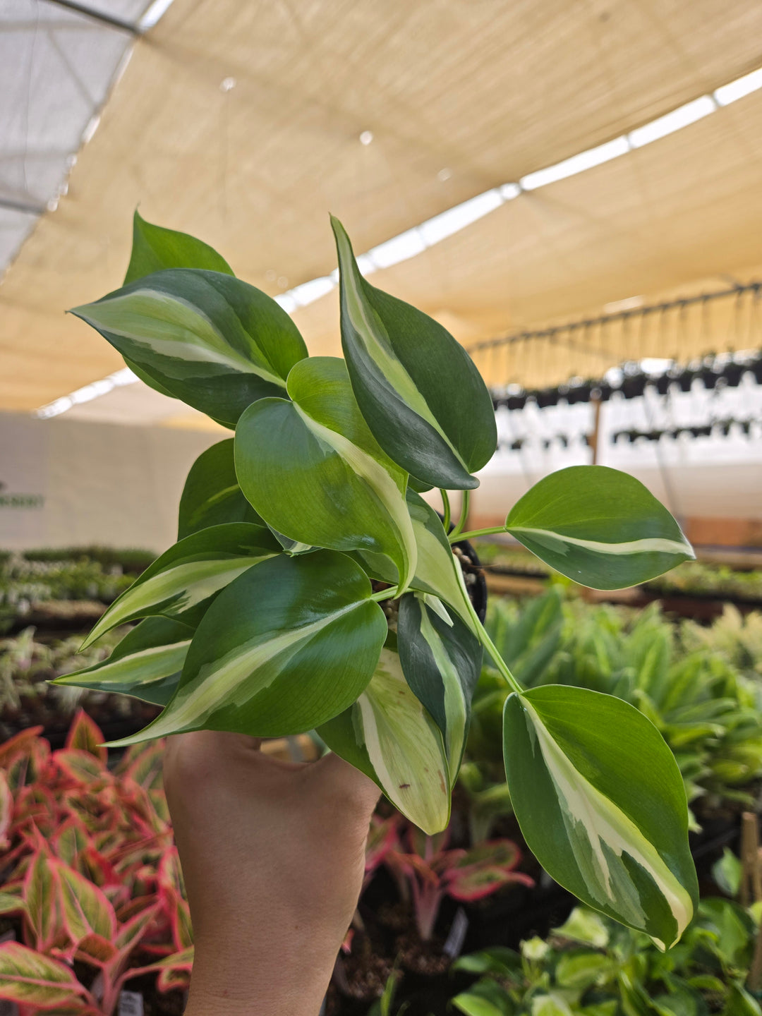 Philodendron Silver Stripe (3in)- Growers Choice
