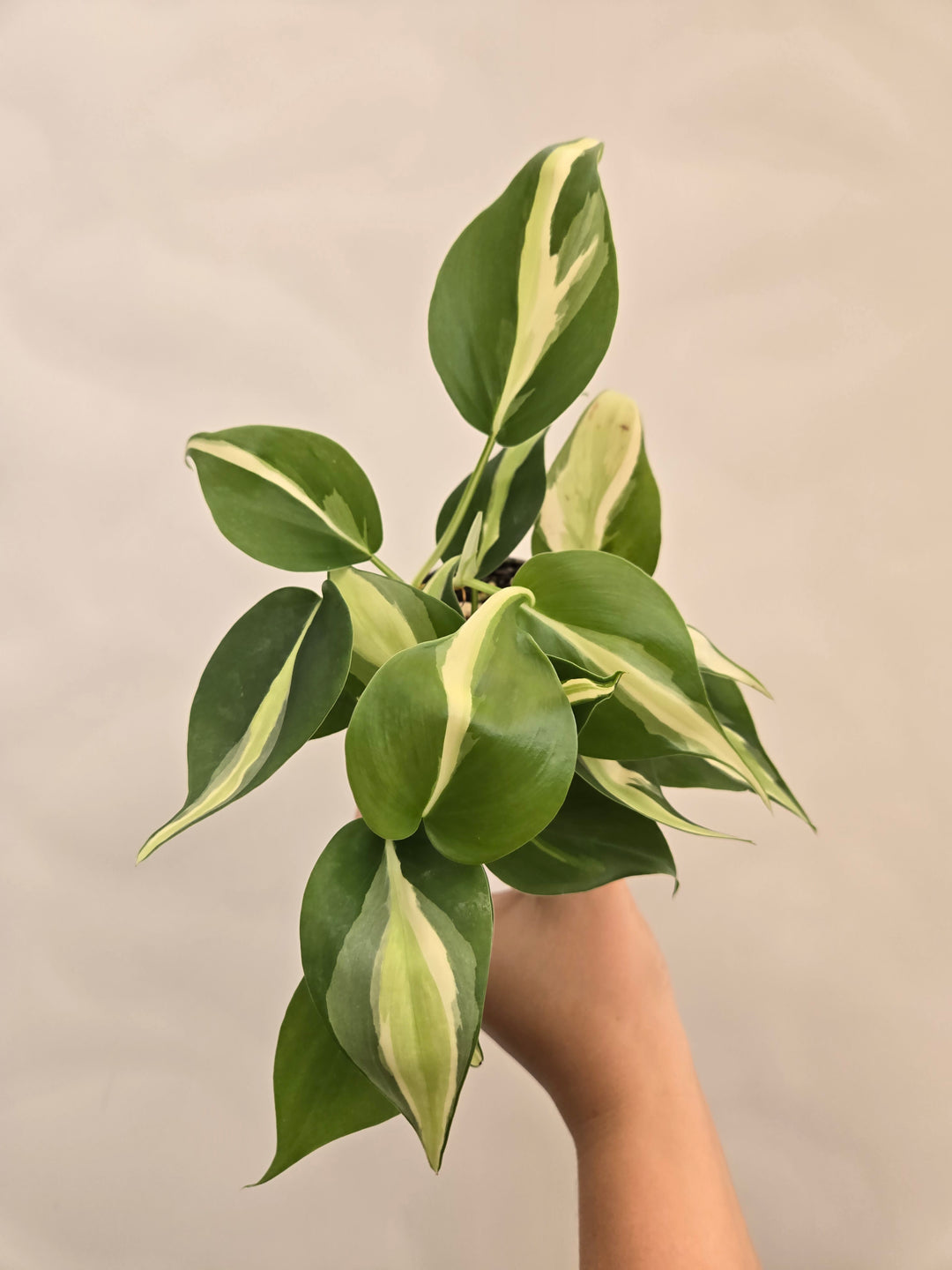 Philodendron Silver Stripe (3in)- Growers Choice