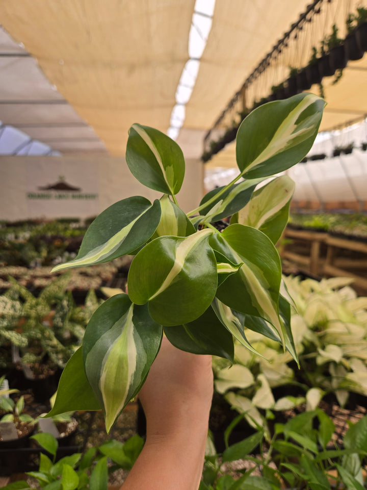 Philodendron Silver Stripe (3in)- Growers Choice