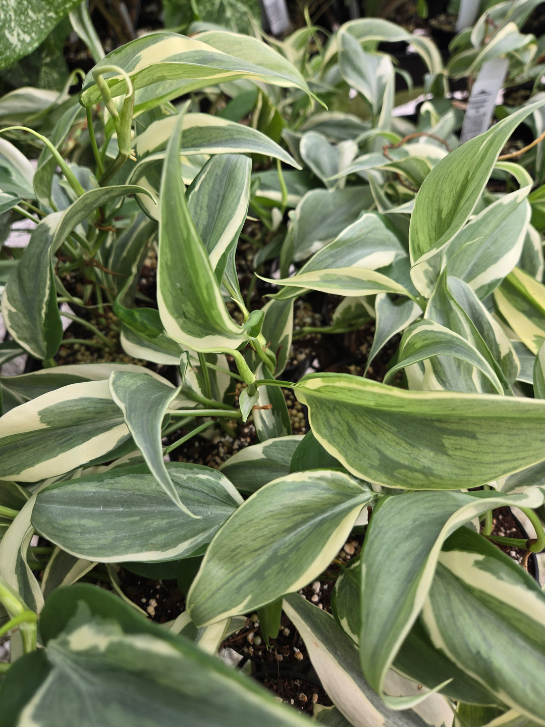 Philodendron Rio (3in)-Growers Choice