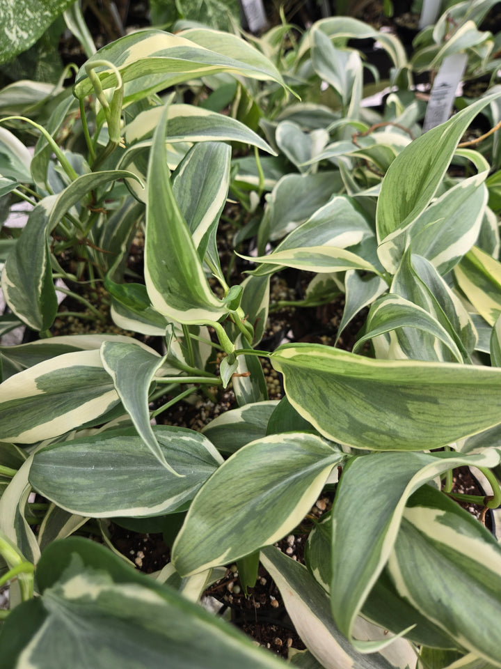 Philodendron Rio (3in)-Growers Choice