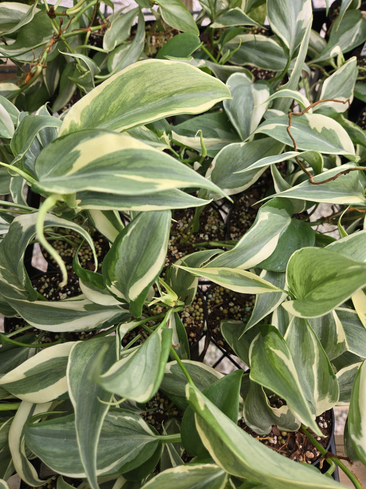 Philodendron Rio (3in)-Growers Choice