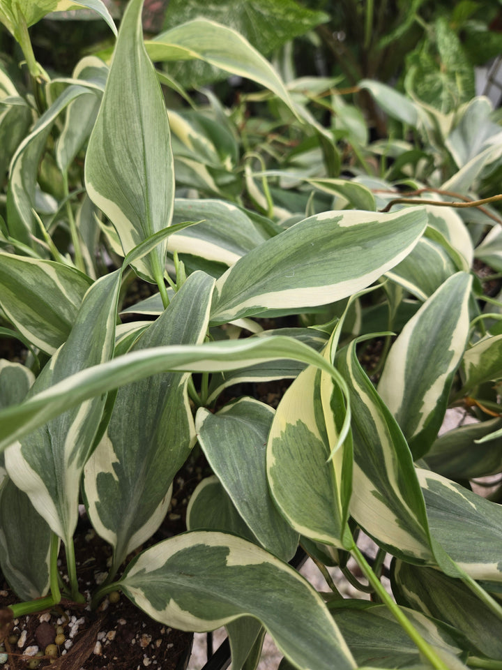 Philodendron Rio (3in)-Growers Choice