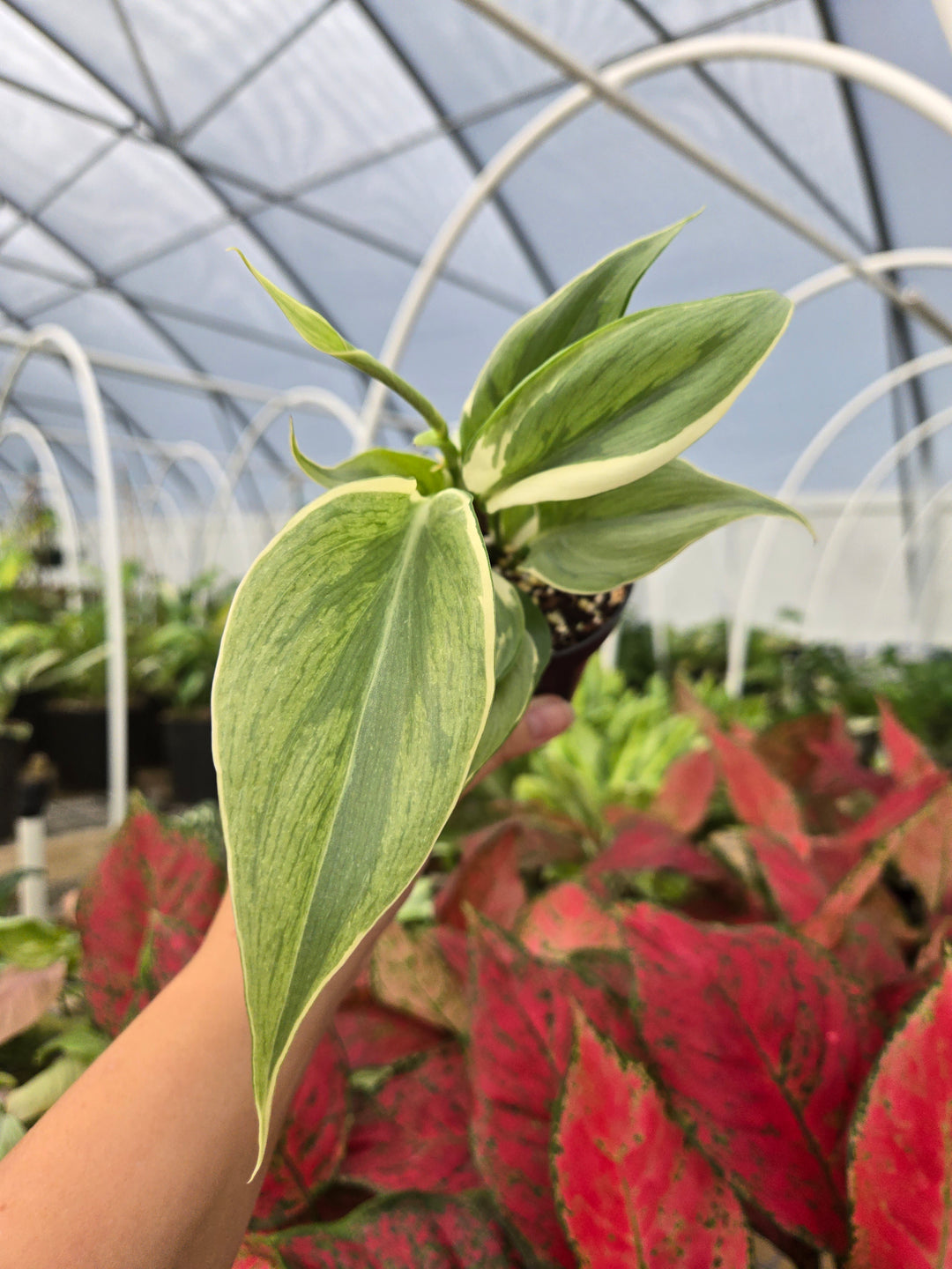 Philodendron Rio (3in)-Growers Choice