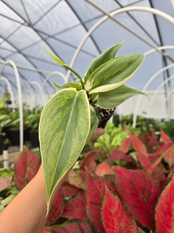 Philodendron Rio (3in)-Growers Choice