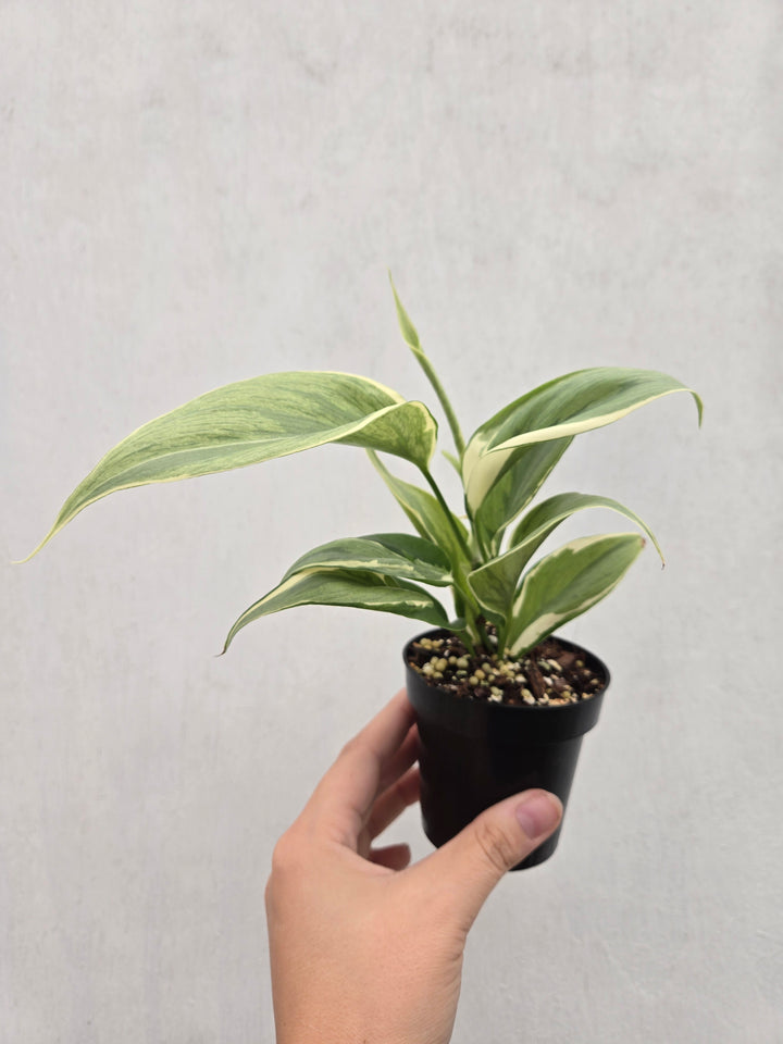 Philodendron Rio (3in)-Growers Choice