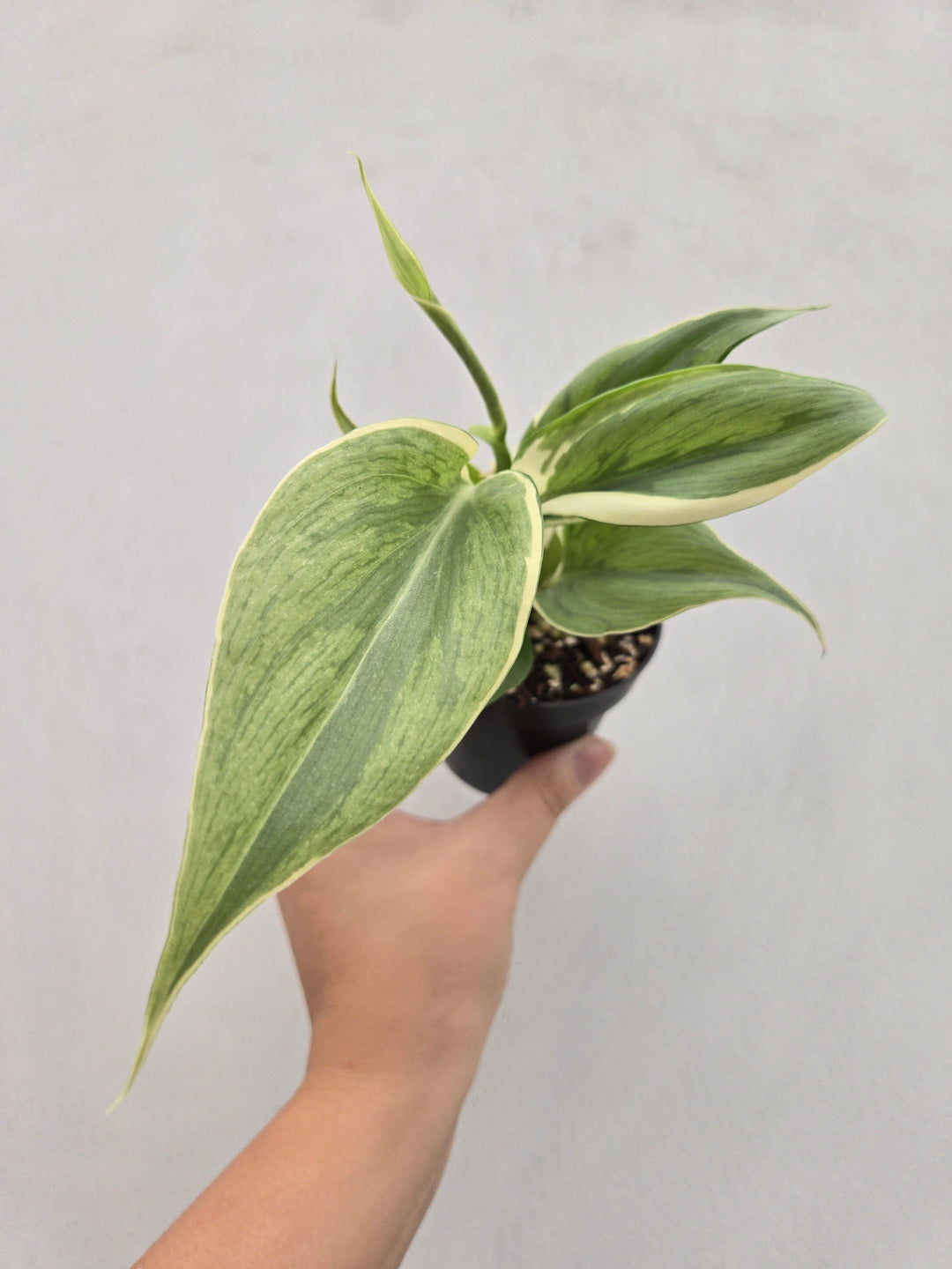 Philodendron Rio (3in)-Growers Choice