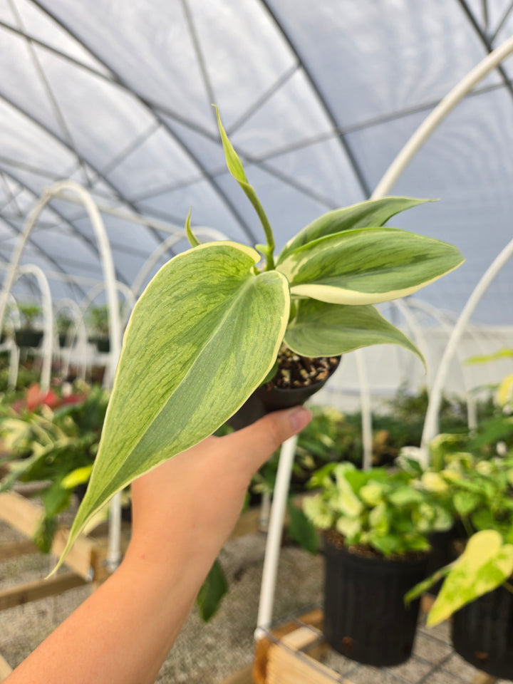 Philodendron Rio (3in)-Growers Choice