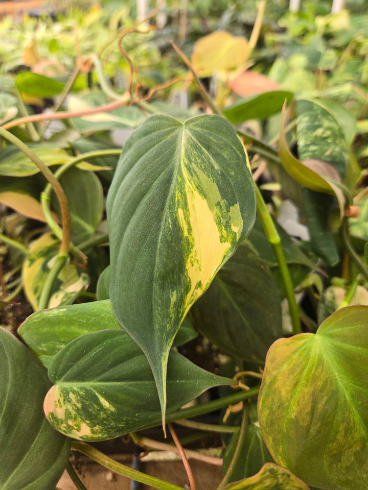 Philodendron Variegated Micans (3in)- Growers Choice