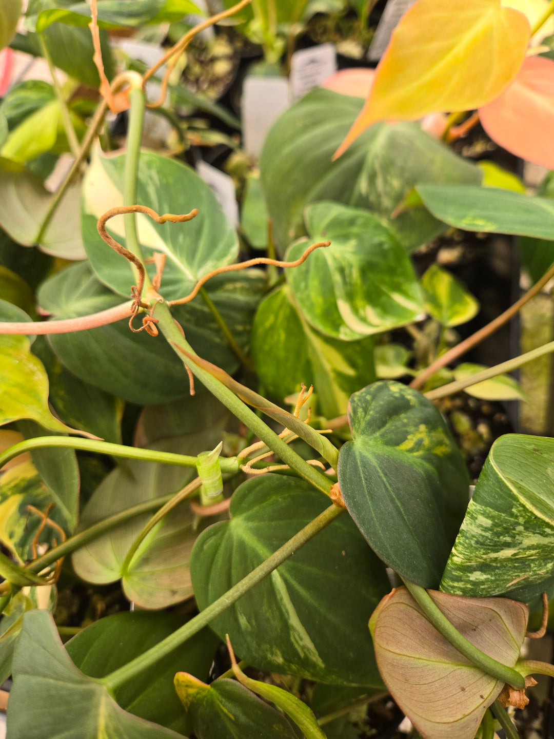 Philodendron Variegated Micans (3in)- Growers Choice