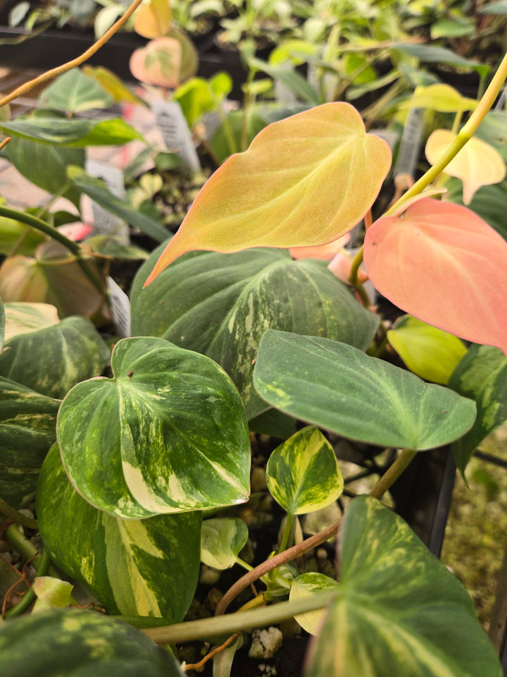 Philodendron Variegated Micans (3in)- Growers Choice