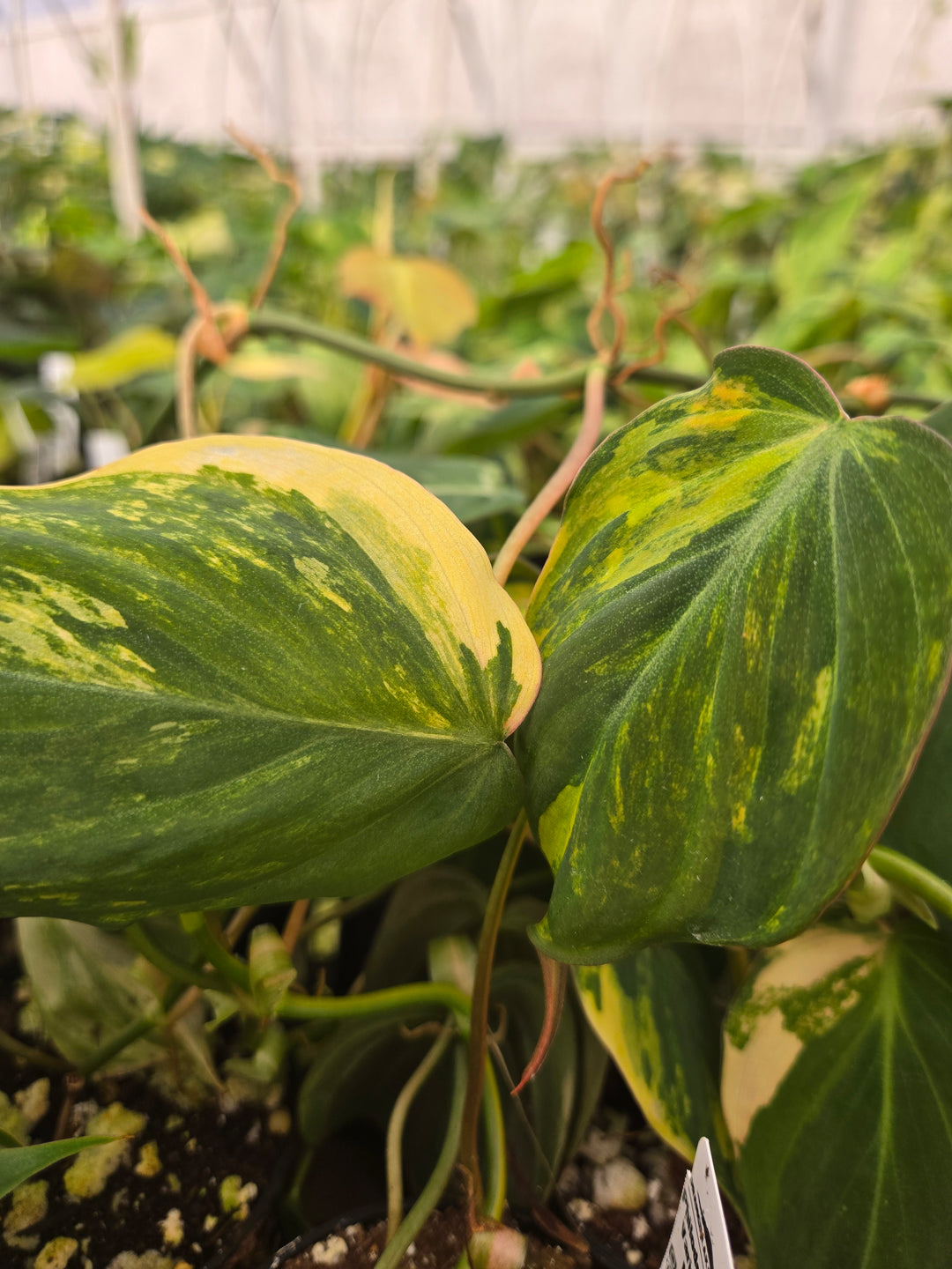 Philodendron Variegated Micans (3in)- Growers Choice