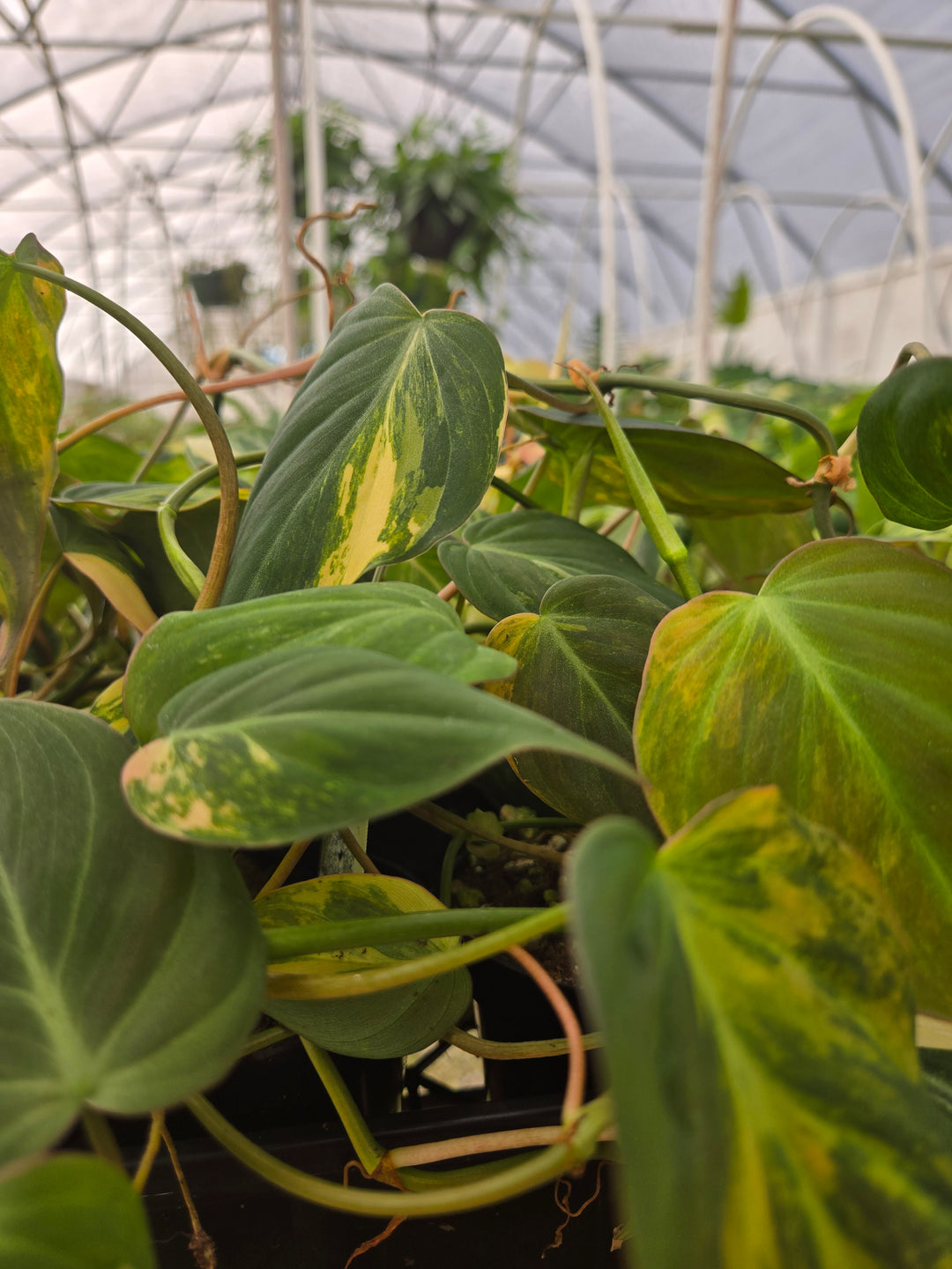 Philodendron Variegated Micans (3in)- Growers Choice