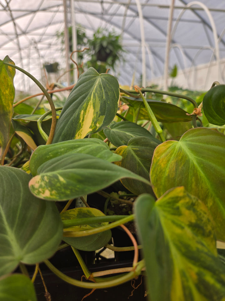 Philodendron Variegated Micans (3in)- Growers Choice