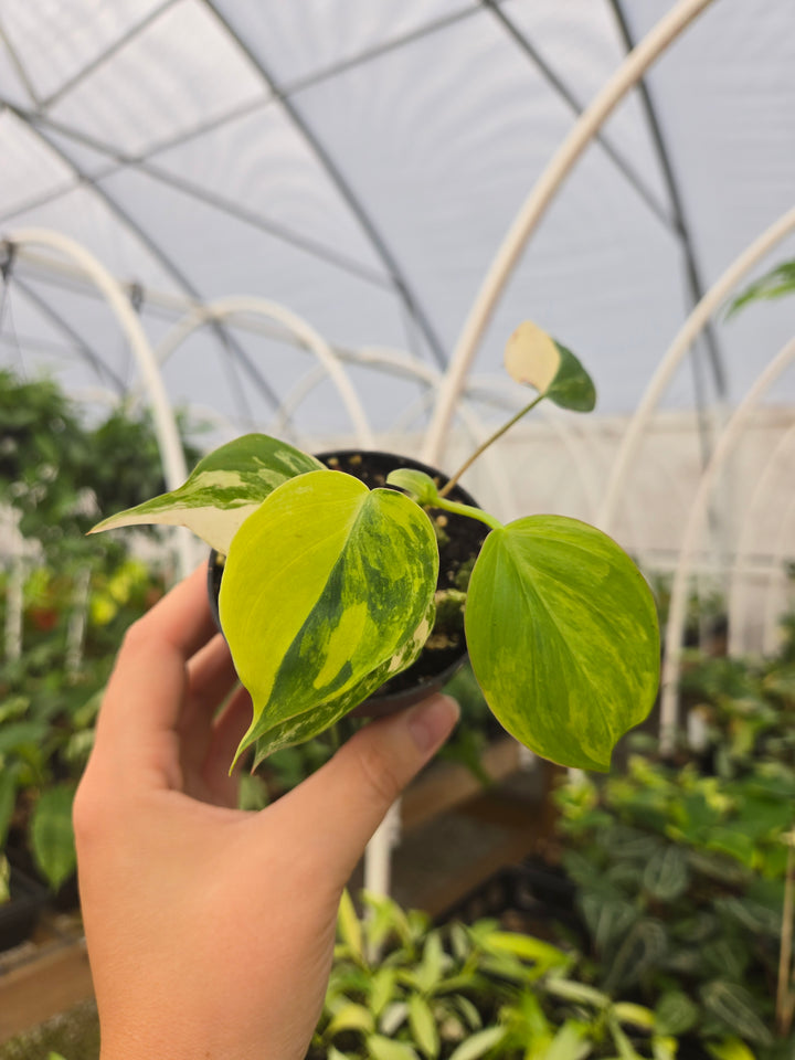 Philodendron Variegated Micans (3in)- Growers Choice