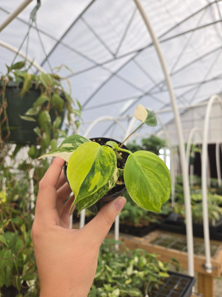 Philodendron Variegated Micans (3in)- Growers Choice