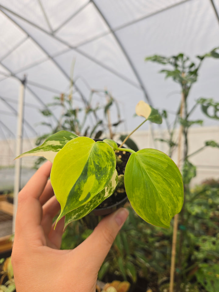 Philodendron Variegated Micans (3in)- Growers Choice